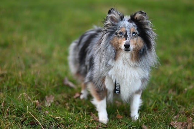 Free download shetland sheltie dog animal canine free picture to be edited with GIMP free online image editor