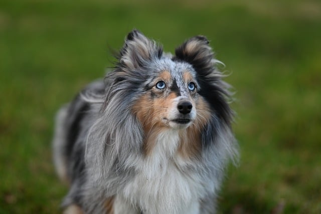 Free download shetland sheltie herding blue free picture to be edited with GIMP free online image editor