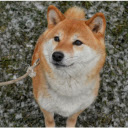 Shiba Dog on a Leash  screen for extension Chrome web store in OffiDocs Chromium