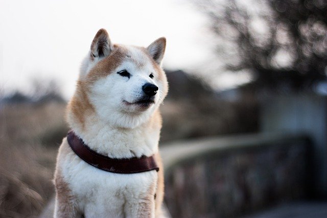 Free download Shiba Inu Dog -  free photo or picture to be edited with GIMP online image editor