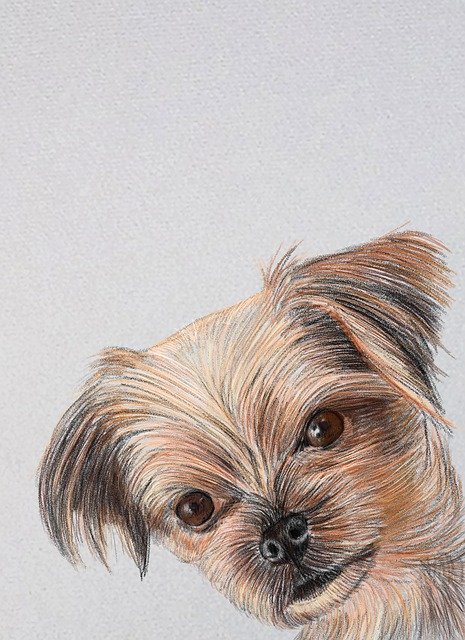 Free download Shih Tzu Dog Portrait Animal free illustration to be edited with GIMP online image editor