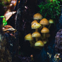 Shiny golden baby mushrooms  screen for extension Chrome web store in OffiDocs Chromium