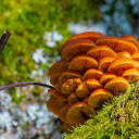 Shiny Golden Mushrooms  screen for extension Chrome web store in OffiDocs Chromium