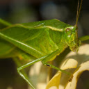 Shiny green grasshopper  screen for extension Chrome web store in OffiDocs Chromium
