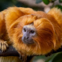 Shiny orange haired monkey  screen for extension Chrome web store in OffiDocs Chromium