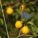 Shiny yellow plum  screen for extension Chrome web store in OffiDocs Chromium