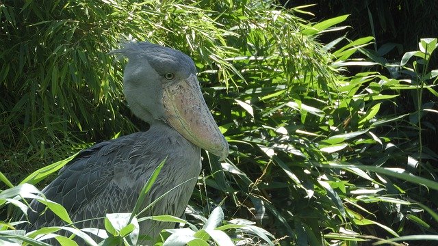 Free picture Shoebill Balaeniceps Rex African -  to be edited by GIMP free image editor by OffiDocs