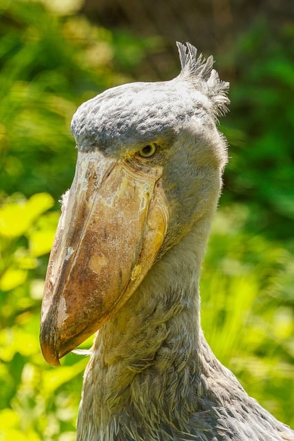 Free download shoebill stork nature animal bird free picture to be edited with GIMP free online image editor