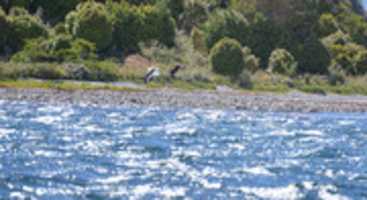 Free download Shore birds off Gable Island free photo or picture to be edited with GIMP online image editor