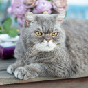 Short legged gray cat  screen for extension Chrome web store in OffiDocs Chromium