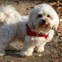 Short legged white dog  screen for extension Chrome web store in OffiDocs Chromium