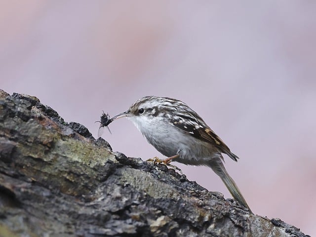 Free download short toed treecreeper bird animal free picture to be edited with GIMP free online image editor