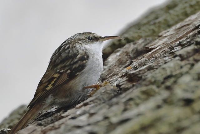 Free download short toed treecreeper bird worm free picture to be edited with GIMP free online image editor