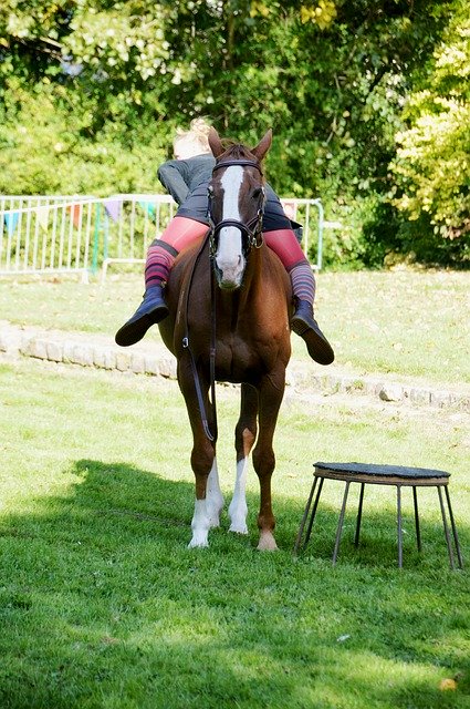 Free download Show Circus Equestrian Horseback -  free photo or picture to be edited with GIMP online image editor