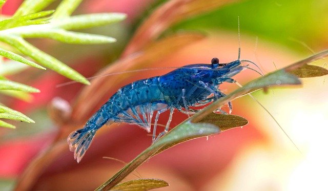 Bezpłatne pobieranie Shrimp Neocaridina Blue Dream - darmowe zdjęcie lub zdjęcie do edycji za pomocą internetowego edytora obrazów GIMP