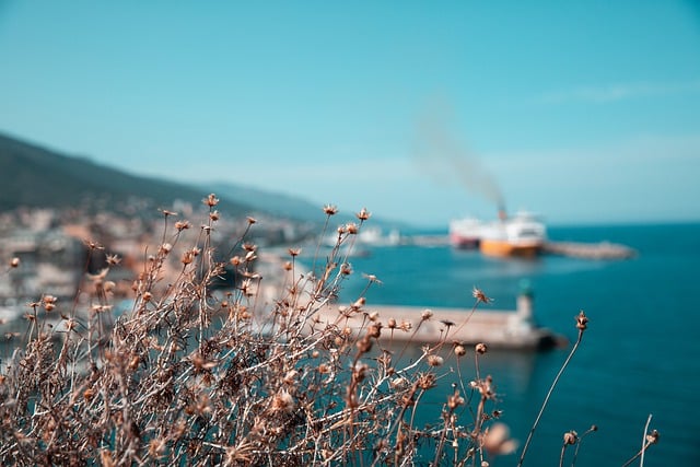 Free download shriveled dried flowers ocean free picture to be edited with GIMP free online image editor