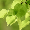 Shrubbery  screen for extension Chrome web store in OffiDocs Chromium