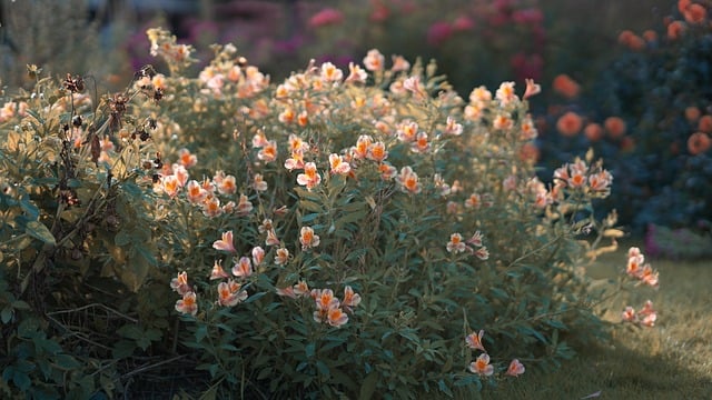 Free download shrub flower garden park nature free picture to be edited with GIMP free online image editor