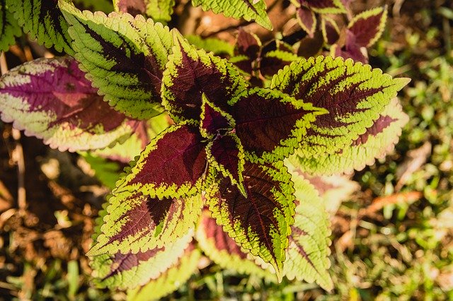 Téléchargement gratuit de la végétation des fleurs d'arbustes - photo ou image gratuite à éditer avec l'éditeur d'images en ligne GIMP