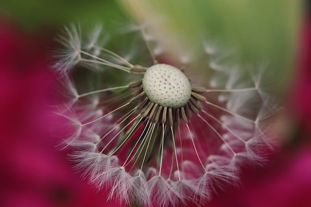 Free download shrub garden dandelion seeds free picture to be edited with GIMP free online image editor