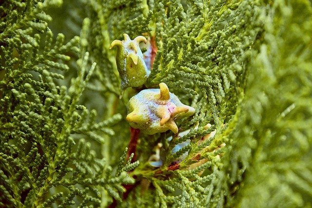 Téléchargement gratuit de Shrub Garden Outbreak - photo ou image gratuite à modifier avec l'éditeur d'images en ligne GIMP