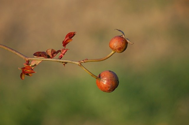 Free download Shrub Garden Thorns -  free photo or picture to be edited with GIMP online image editor