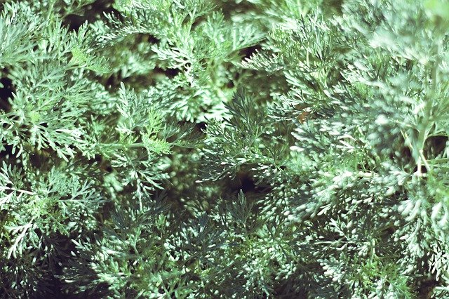 무료 다운로드 Shrub Green Bush - 무료 사진 또는 김프 온라인 이미지 편집기로 편집할 사진