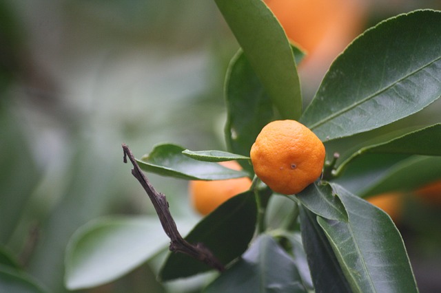 Free graphic shrub mandarins botanical garden to be edited by GIMP free image editor by OffiDocs