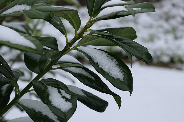 הורדה חינם של Shrub Nature Garden תבנית תמונה בחינם לעריכה עם עורך התמונות המקוון GIMP