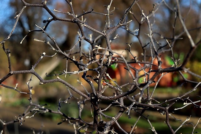 Free download shrub plants branches twigs thorns free picture to be edited with GIMP free online image editor