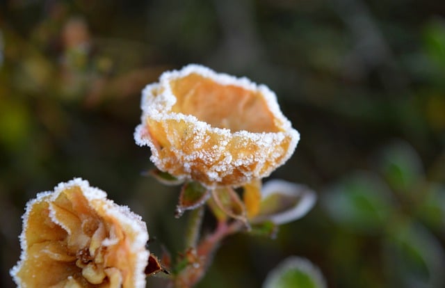 Free download shrub roses groundcover roses frost free picture to be edited with GIMP free online image editor