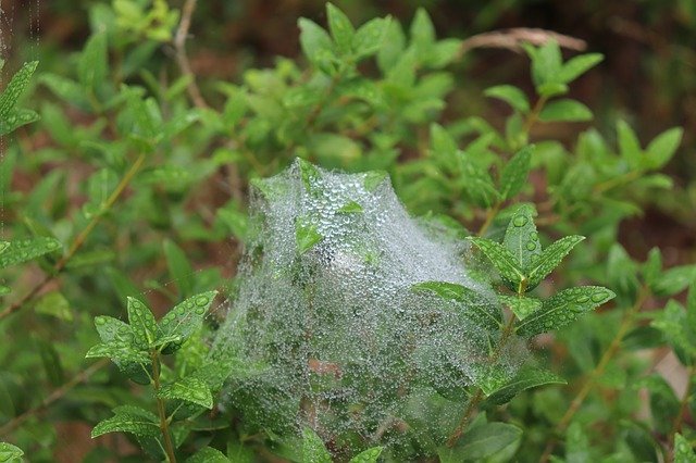 Muat turun percuma Shrubs Foliage Nature - foto atau gambar percuma untuk diedit dengan editor imej dalam talian GIMP