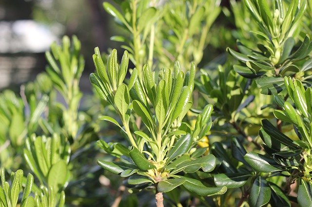 Muat turun percuma Shrub Vegetation Green - foto atau gambar percuma untuk diedit dengan editor imej dalam talian GIMP