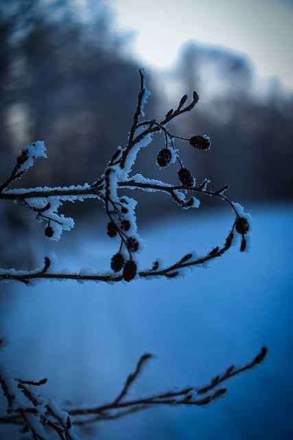 Free download shrub winter snow cold nature free picture to be edited with GIMP free online image editor