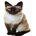 Siamese Cat Theme  screen for extension Chrome web store in OffiDocs Chromium