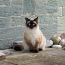 Siamese cat with jade eyes  screen for extension Chrome web store in OffiDocs Chromium