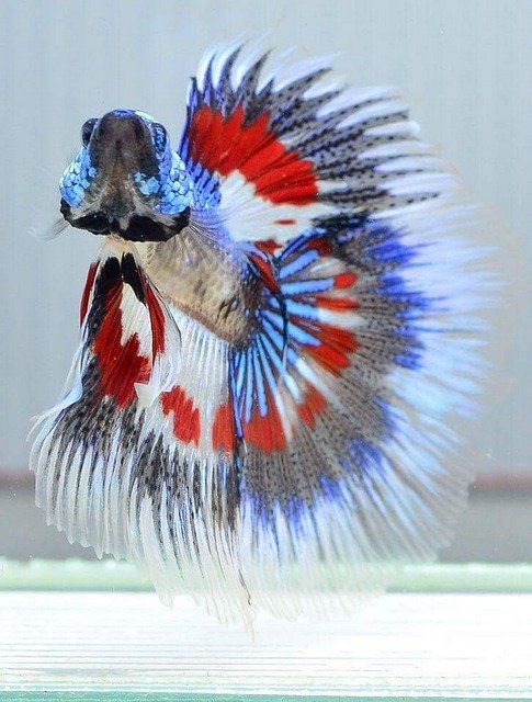 Free download Siamese Fighting Fish Plakad Betta -  free photo or picture to be edited with GIMP online image editor