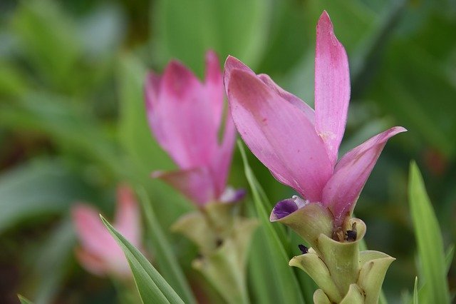 Free download Siam Tulip Flower Pink -  free photo or picture to be edited with GIMP online image editor