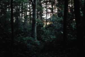 Free download Siapa Yang Di Hutan free photo or picture to be edited with GIMP online image editor