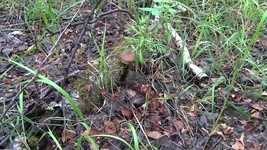 Free download Siberia Forest Mushrooms -  free video to be edited with OpenShot online video editor