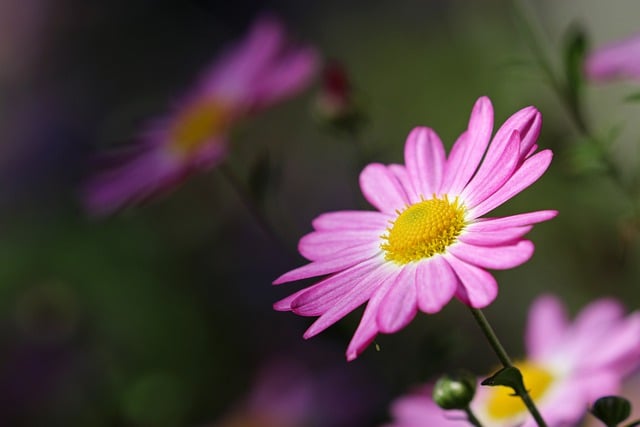 Free download siberian chrysanthemum flower plant free picture to be edited with GIMP free online image editor