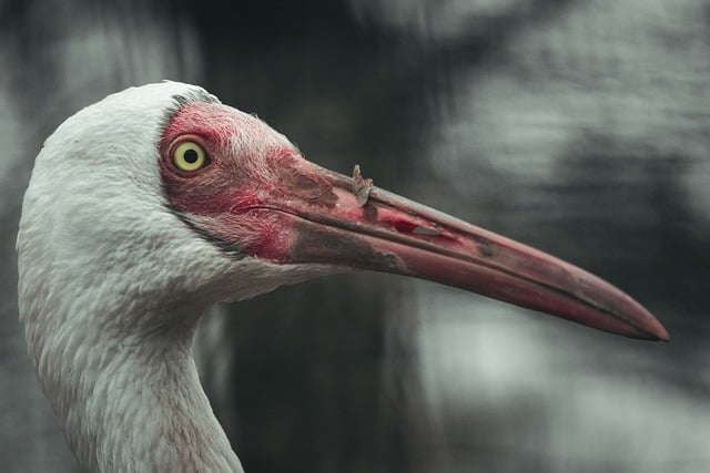 Free download siberian crane crane bird free picture to be edited with GIMP free online image editor