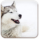 Free download Siberian Husky Dog -  free photo or picture to be edited with GIMP online image editor