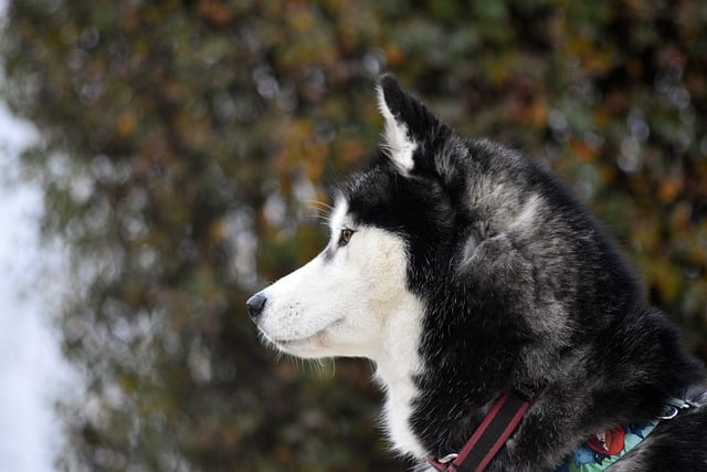 Безкоштовно завантажте безкоштовне зображення собаки сибірського хаскі, яке можна редагувати за допомогою безкоштовного онлайн-редактора зображень GIMP