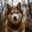 Siberian Husky in the Woods  screen for extension Chrome web store in OffiDocs Chromium