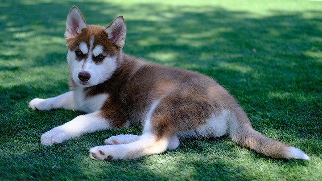 Free picture Siberian Husky Puppy -  to be edited by GIMP free image editor by OffiDocs