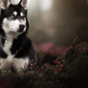 Siberian Husky with Heterochromia  screen for extension Chrome web store in OffiDocs Chromium