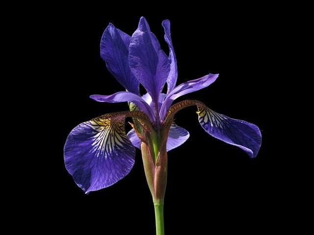 Free download siberian sword lily sword lily free picture to be edited with GIMP free online image editor