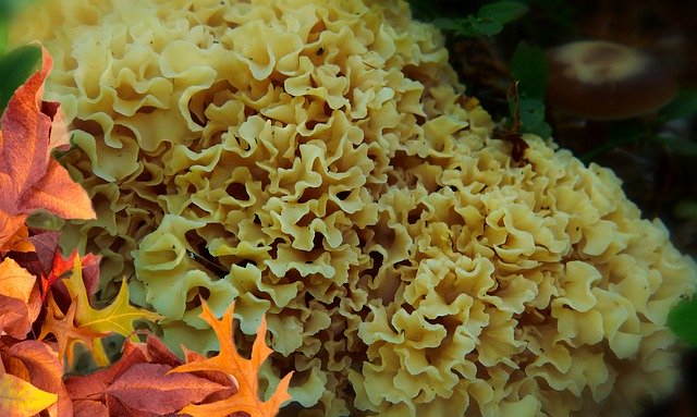 Unduh gratis Siedzuń Pine Mushroom Edible - foto atau gambar gratis untuk diedit dengan editor gambar online GIMP