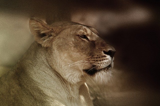 Free download Sigean Leon Animals -  free photo or picture to be edited with GIMP online image editor
